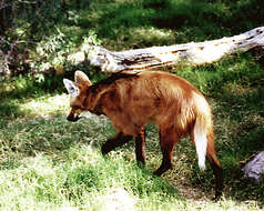 Image of Maned Wolves