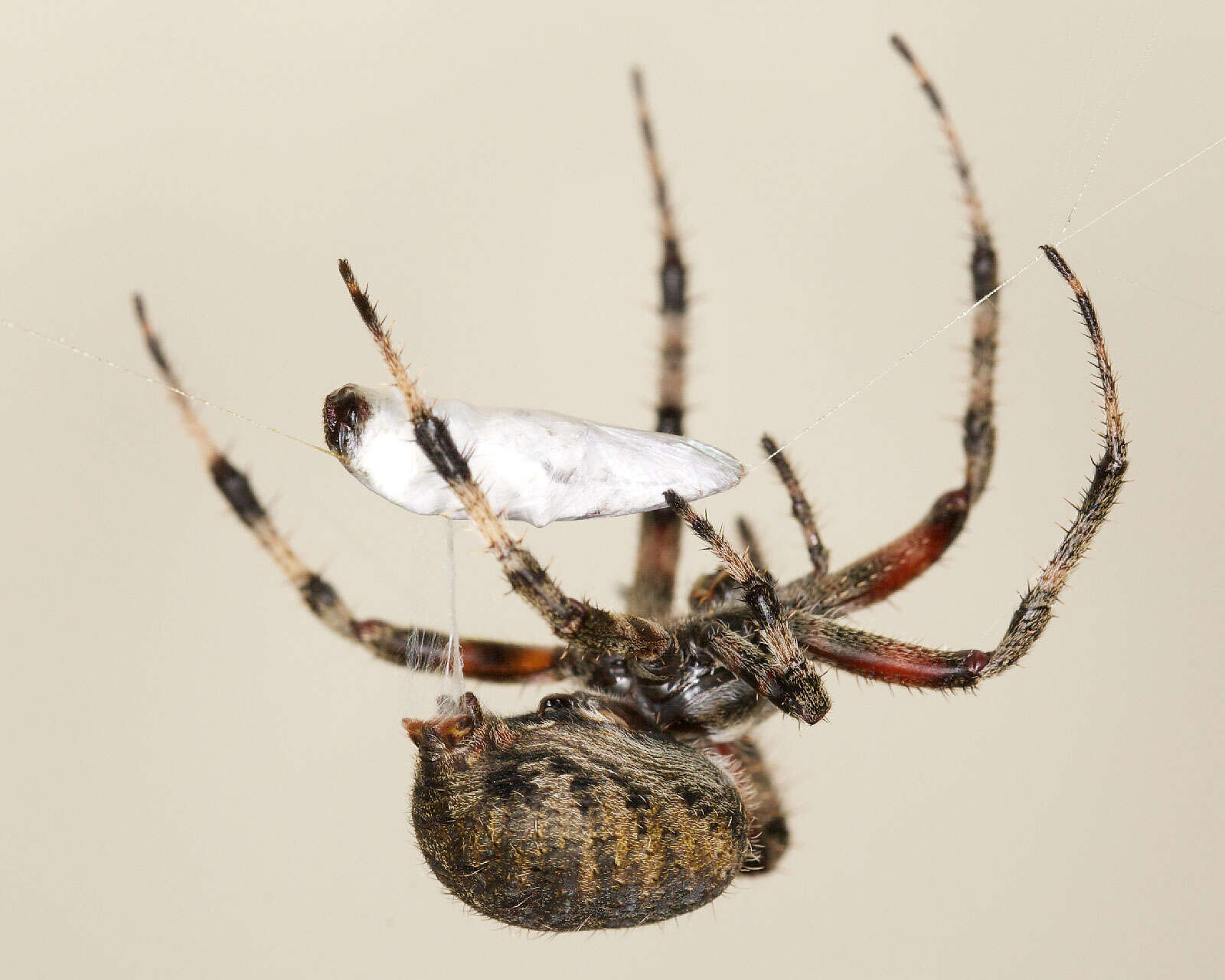 Image of Spotted Orbweavers