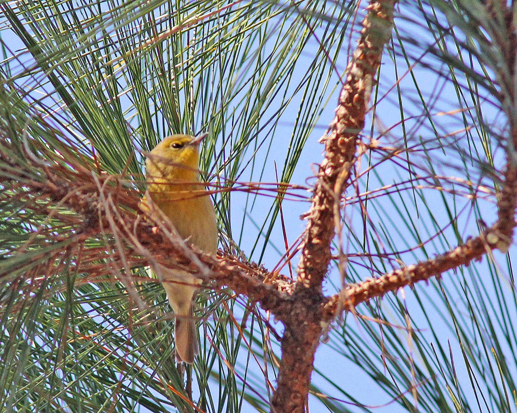 Image de Paruline des pins