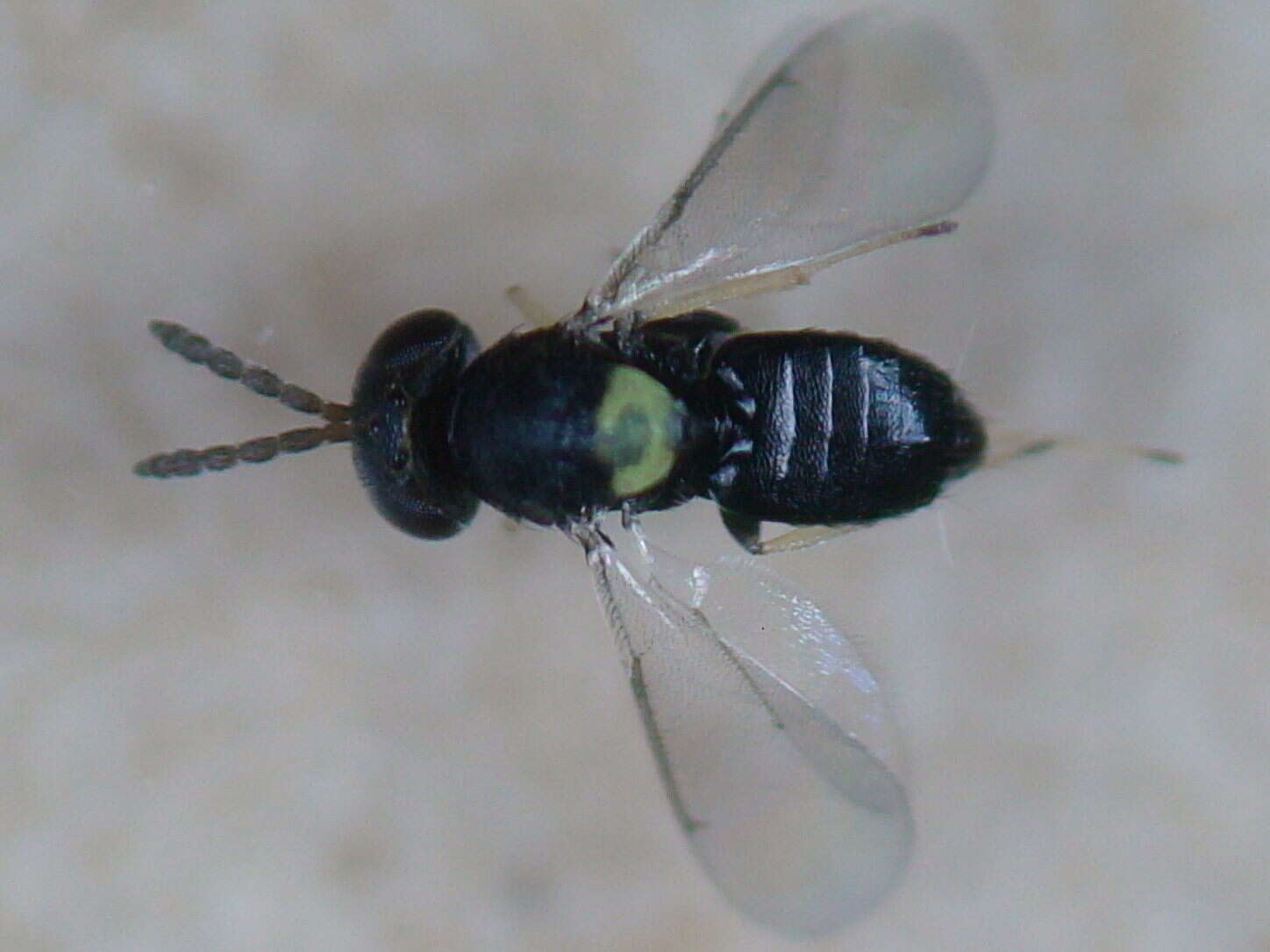 Image of Aphelinidae