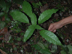 Image of Capparidastrum frondosum (Jacq.) Cornejo & Iltis