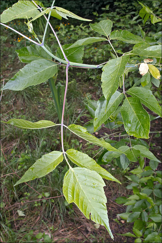 Image of maple