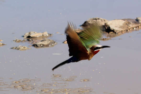 Image of White-fronted Bee-eater