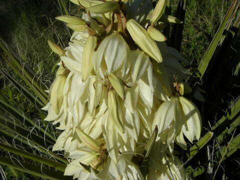 Yucca baccata Torr. resmi