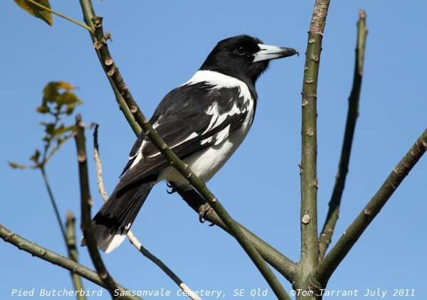 Image of Butcherbird