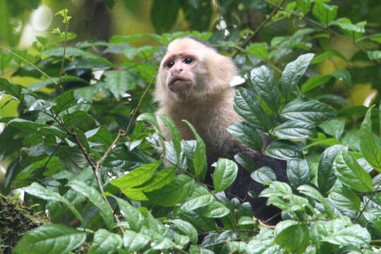 Image of white-faced capuchin