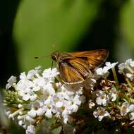 Atalopedes campestris Boisduval 1852 resmi