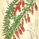 Image of Agapetes serpens (Wight) Sleumer