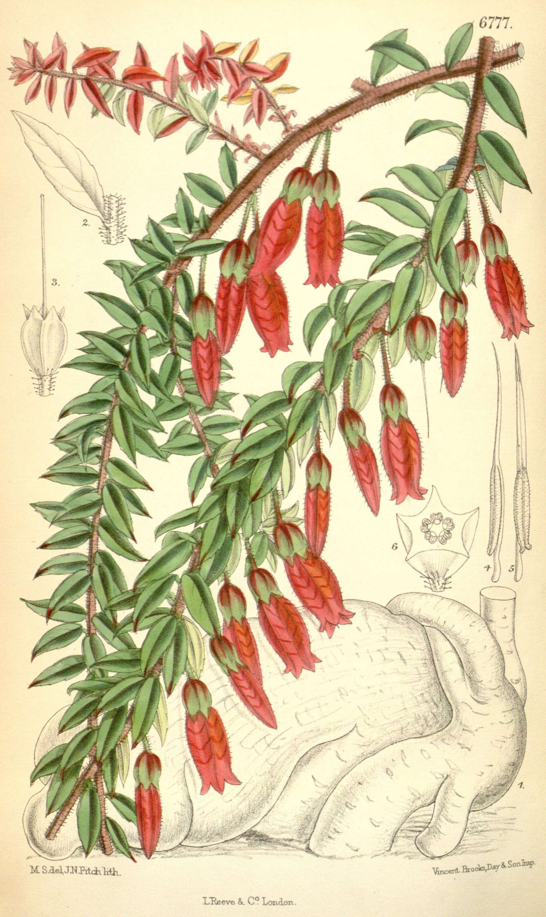 Image of Agapetes