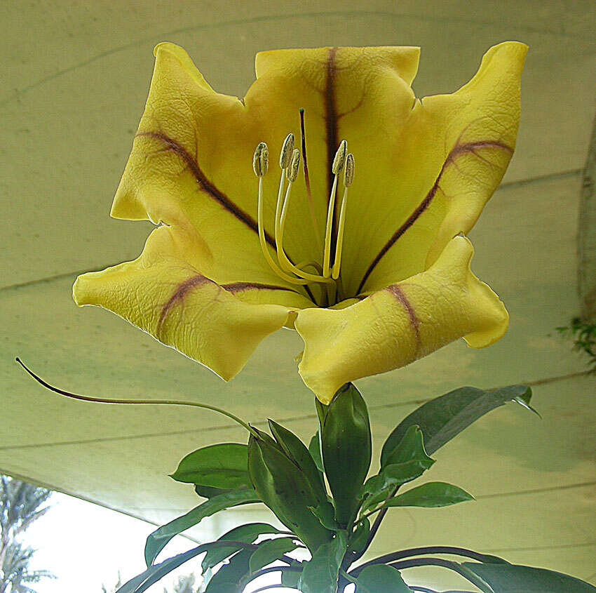 Image of chalice vine