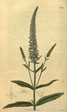 Image of Veronica orchidea Crantz