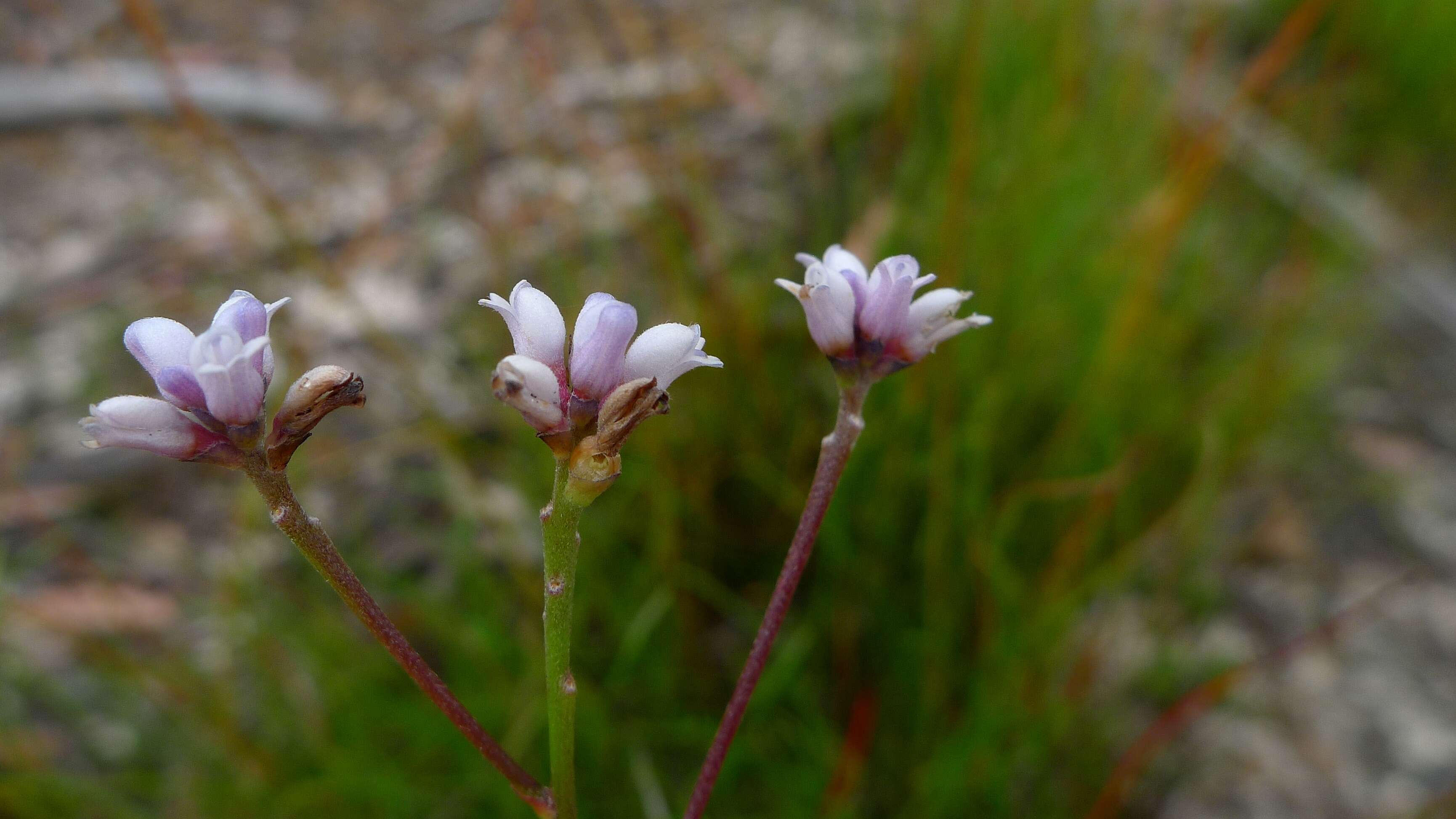 Image of Conospermum tenuifolium R. Br.