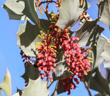 Image of Grevillea wickhamii subsp. aprica Mc Gill.