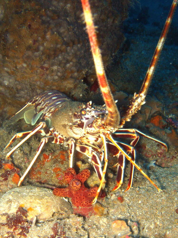 Image of Common Spiny Lobster