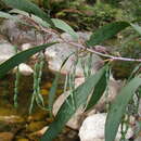 Image of Acacia dallachiana F. Muell.