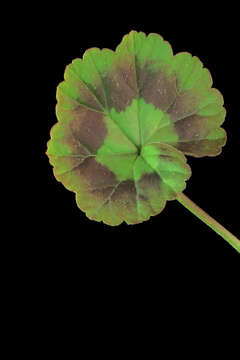 Image of zonal geranium