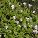 Image of Japanese mazus