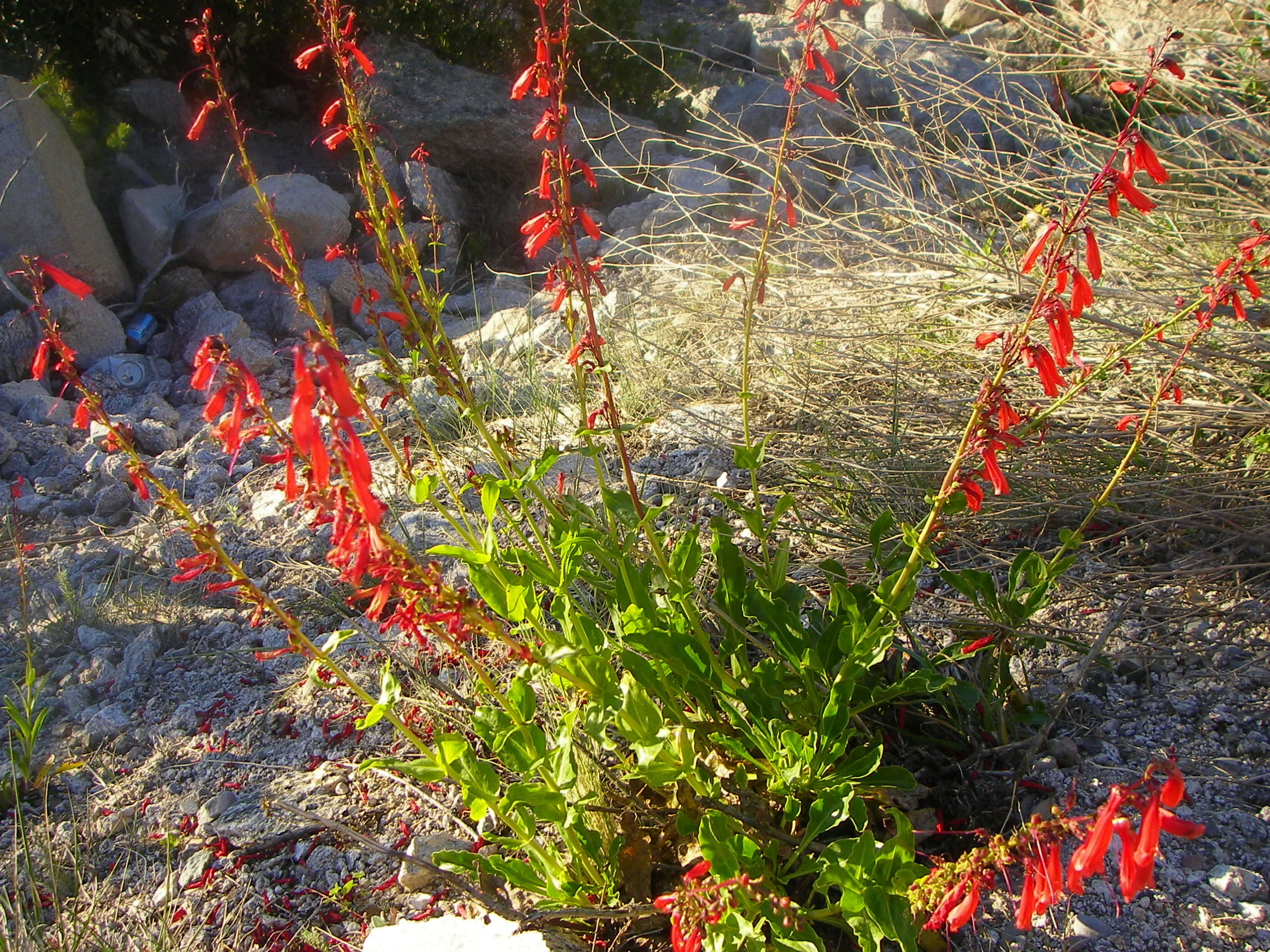 Penstemon eatonii A. Gray resmi