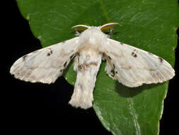 Image of Bombycinae