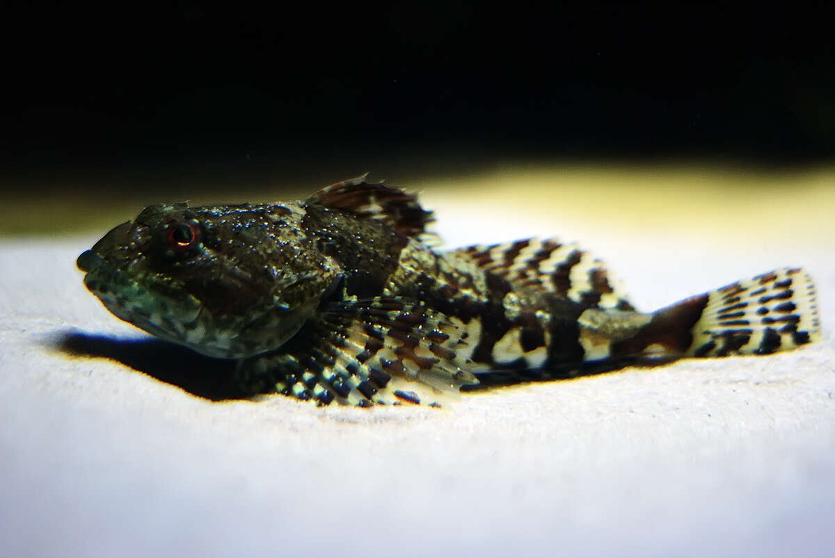 Image of Shorthorn sculpin