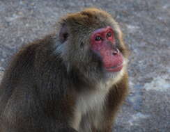 Image of macaques