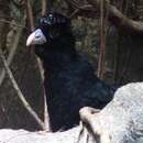 Image of Blue-billed Curassow