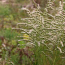 Слика од Eupatorium leptophyllum DC.