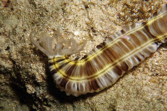 Image of Lion's Paw Sea Cucumber