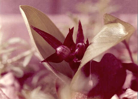 Image of Slipper orchids