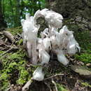 Image of 'Monotropa uniflora