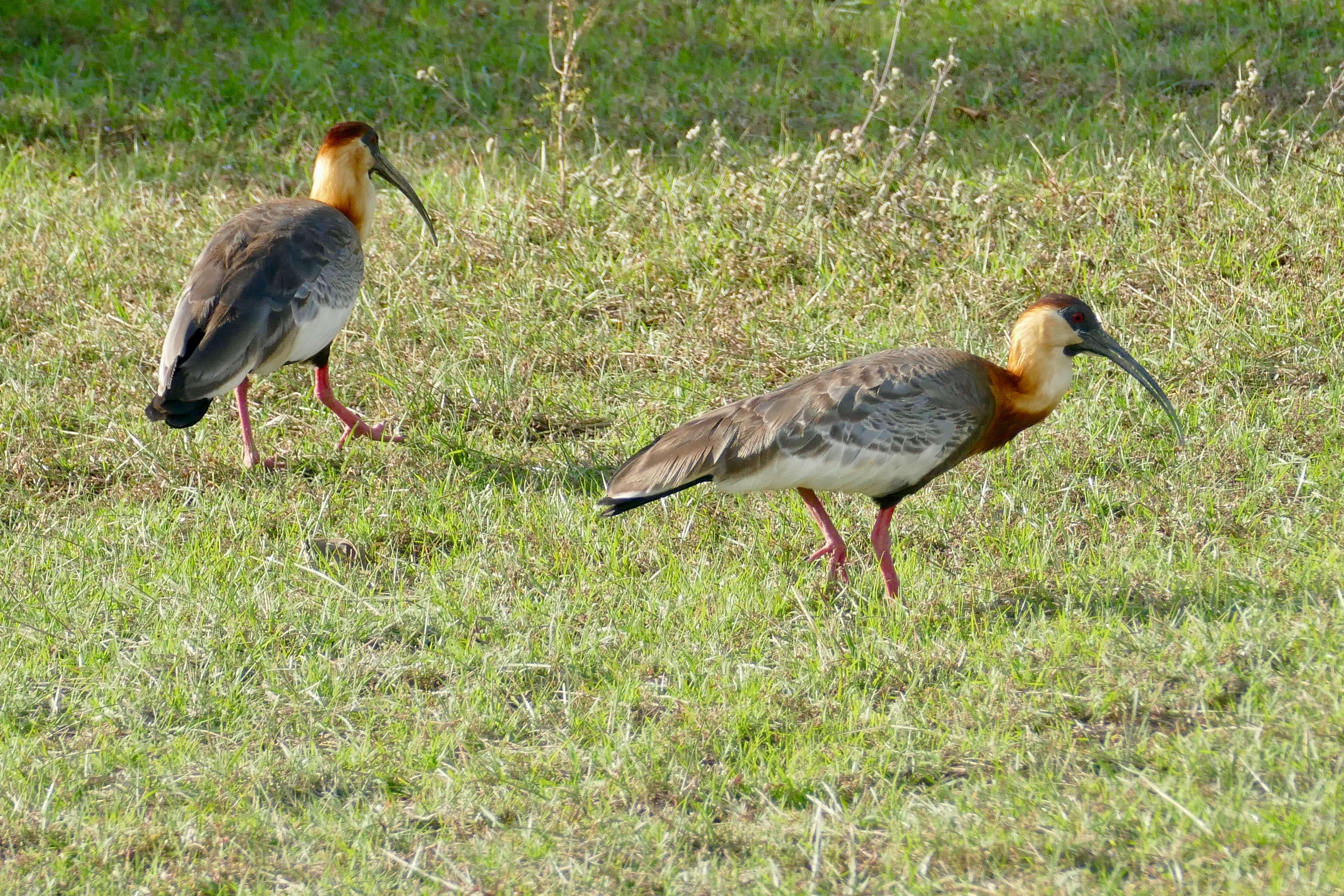 Image of Buff-necked Ibis