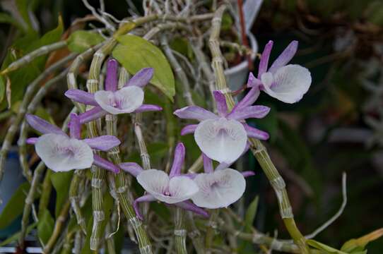 Imagem de Dendrobium polyanthum Wall. ex Lindl.