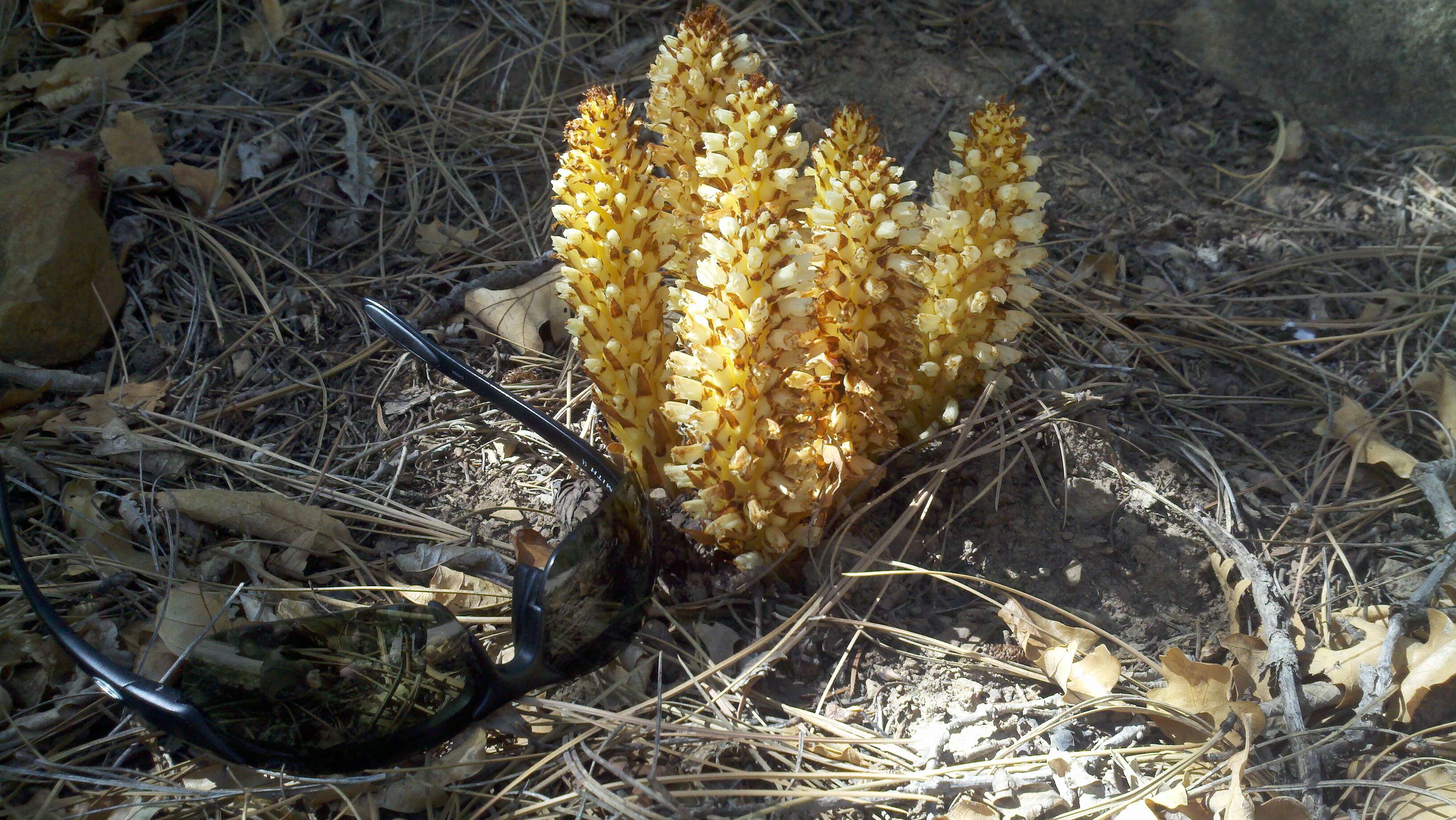 Image de Conopholis alpina Liebm.