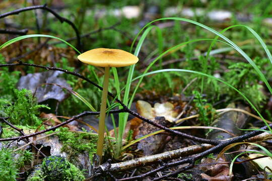 Image of Pluteus leoninus (Schaeff.) P. Kumm. 1871