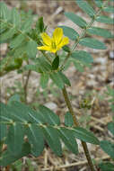 Image of puncture vine