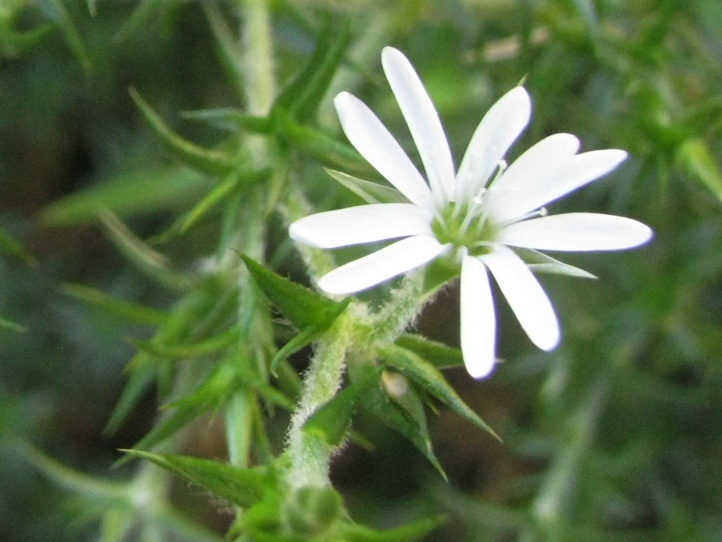 Image of Stellaria pungens Brongn.