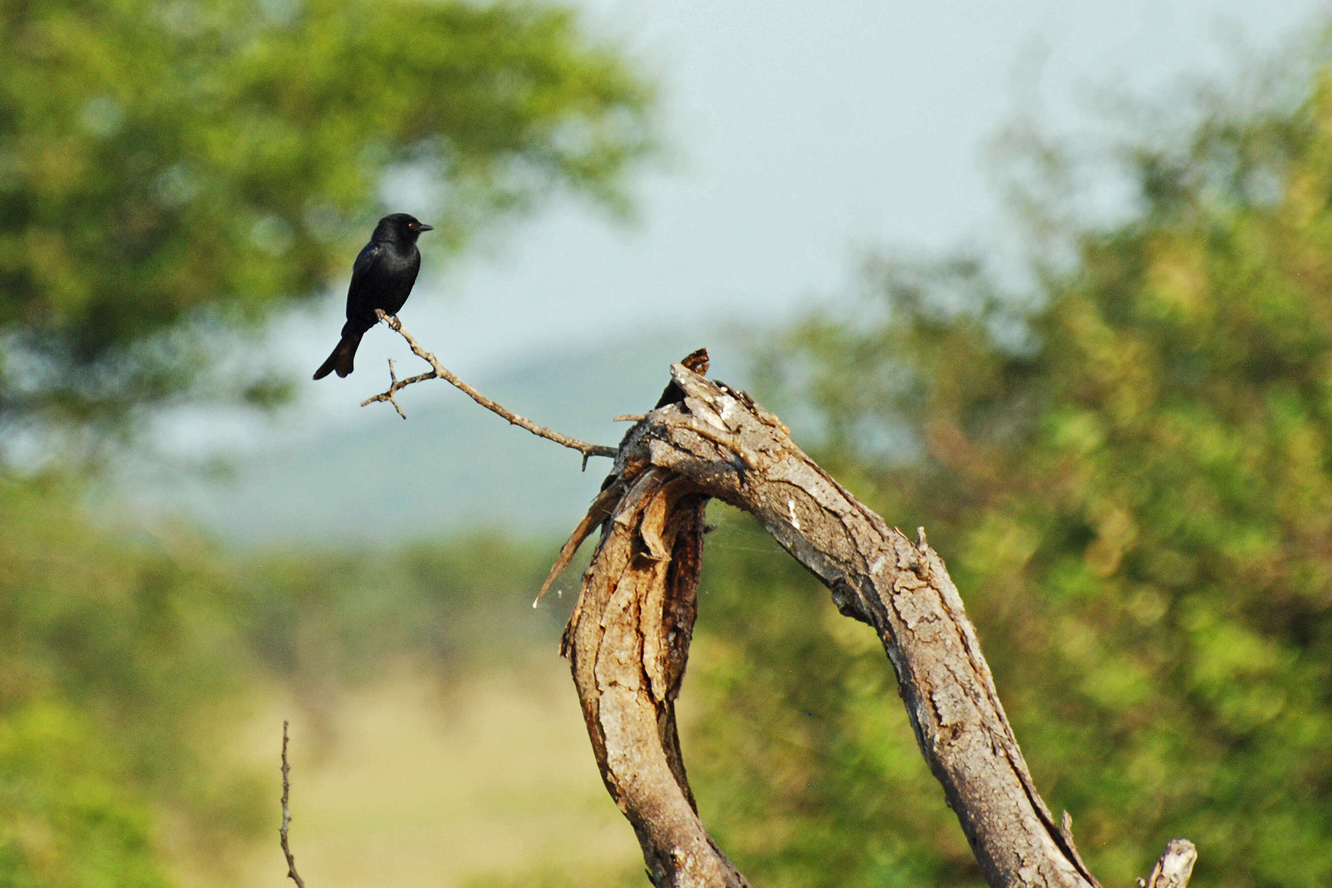 Image of drongos