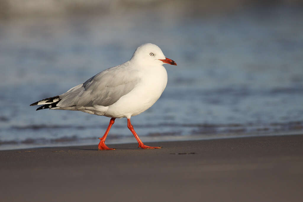 Image of Hooded gulls