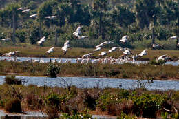 Image of pelicans