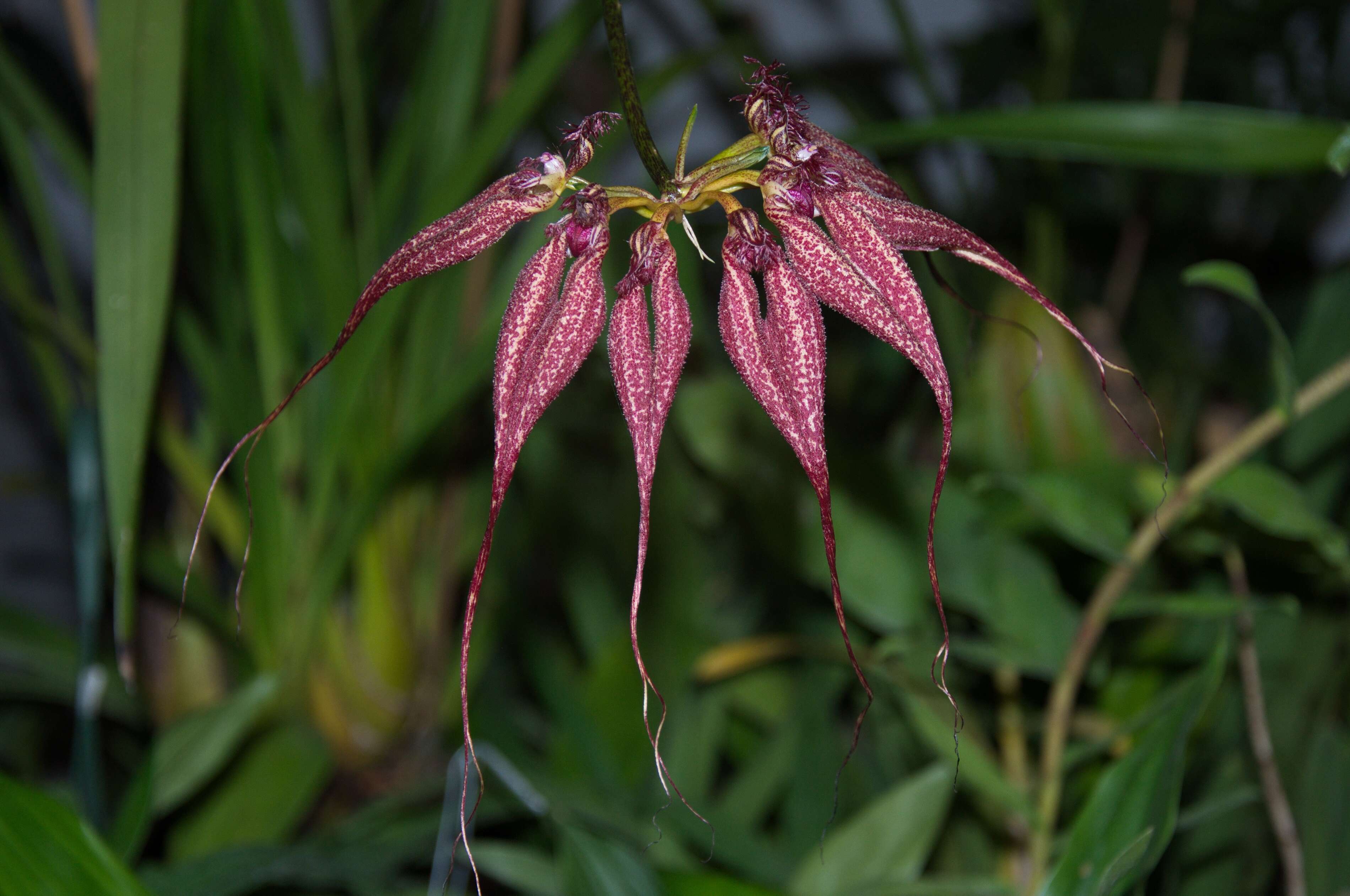 Image of Bulbophyllum rothschildianum (O'Brien) J. J. Sm.