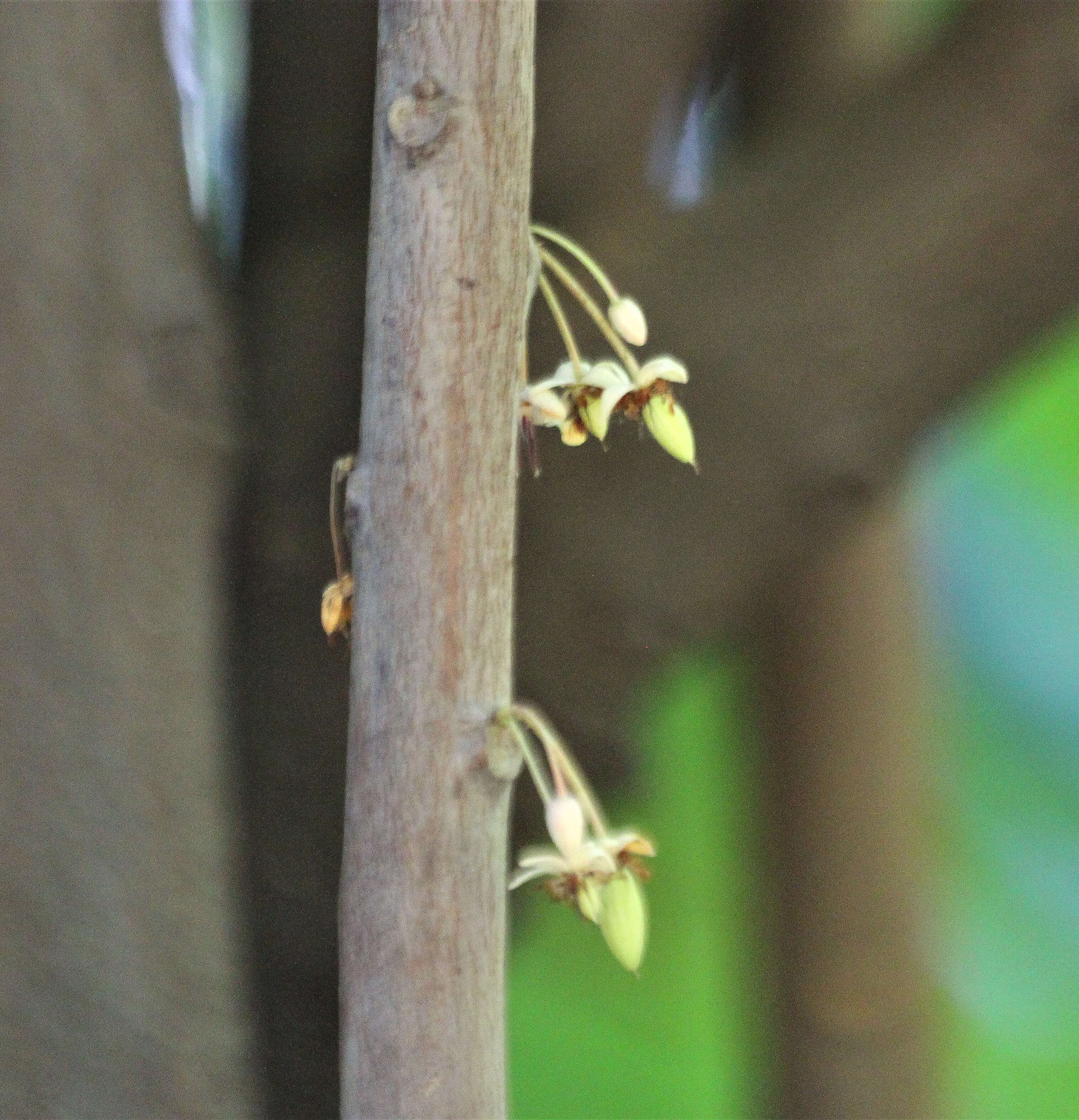 Image of Cacao Tree