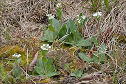 Image of <i>Arabis ciliata</i> var. <i>hirta</i>