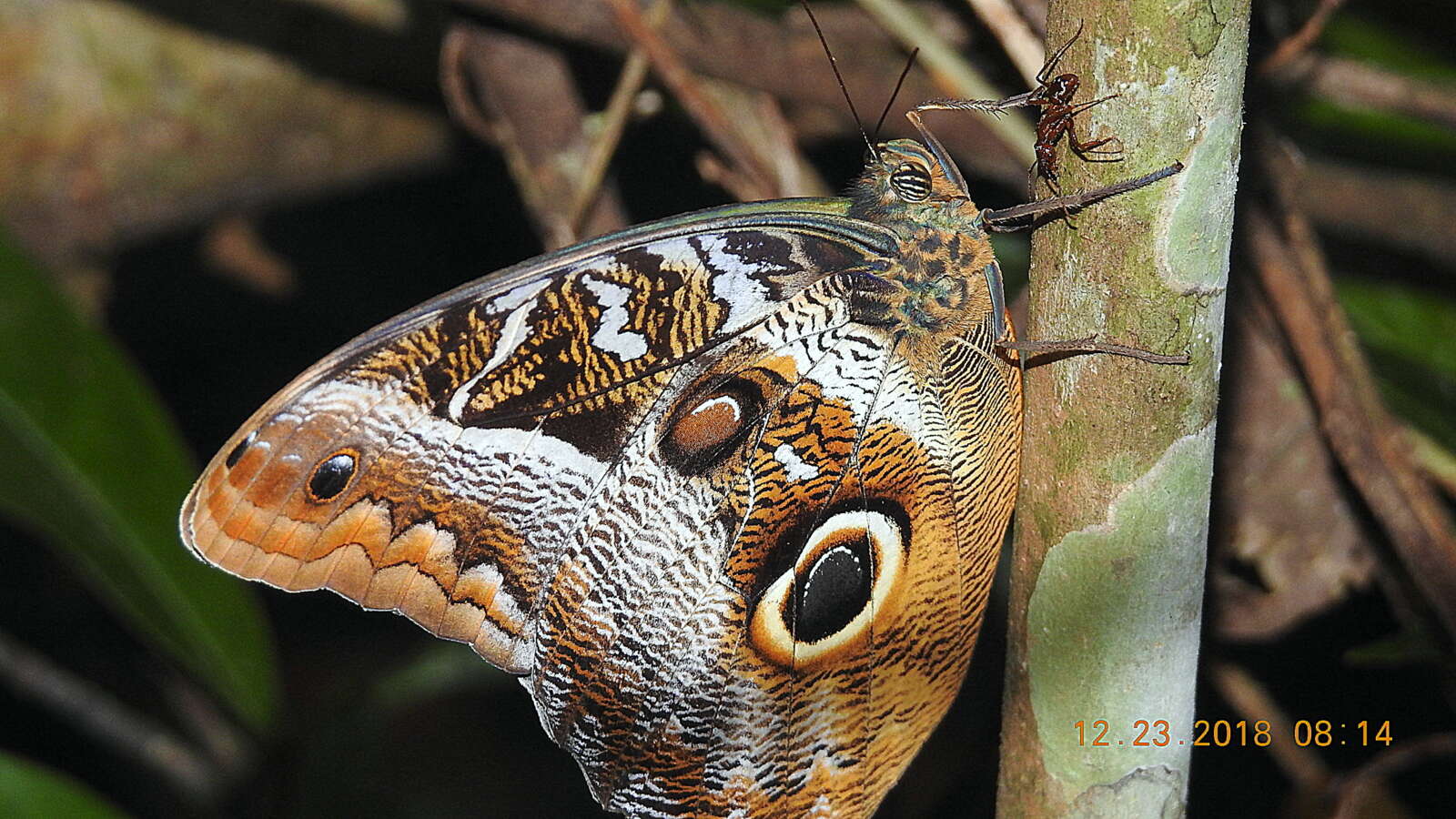 Image of Owl Butterflies