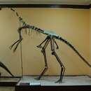 Image of Gallimimus bullatus (Osmólska et al. 1972)