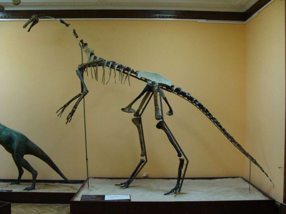 Image of Gallimimus Osmólska et al. 1972