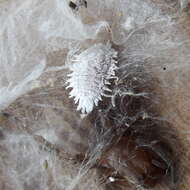 Image of mealybugs