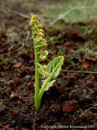 Image of grapefern