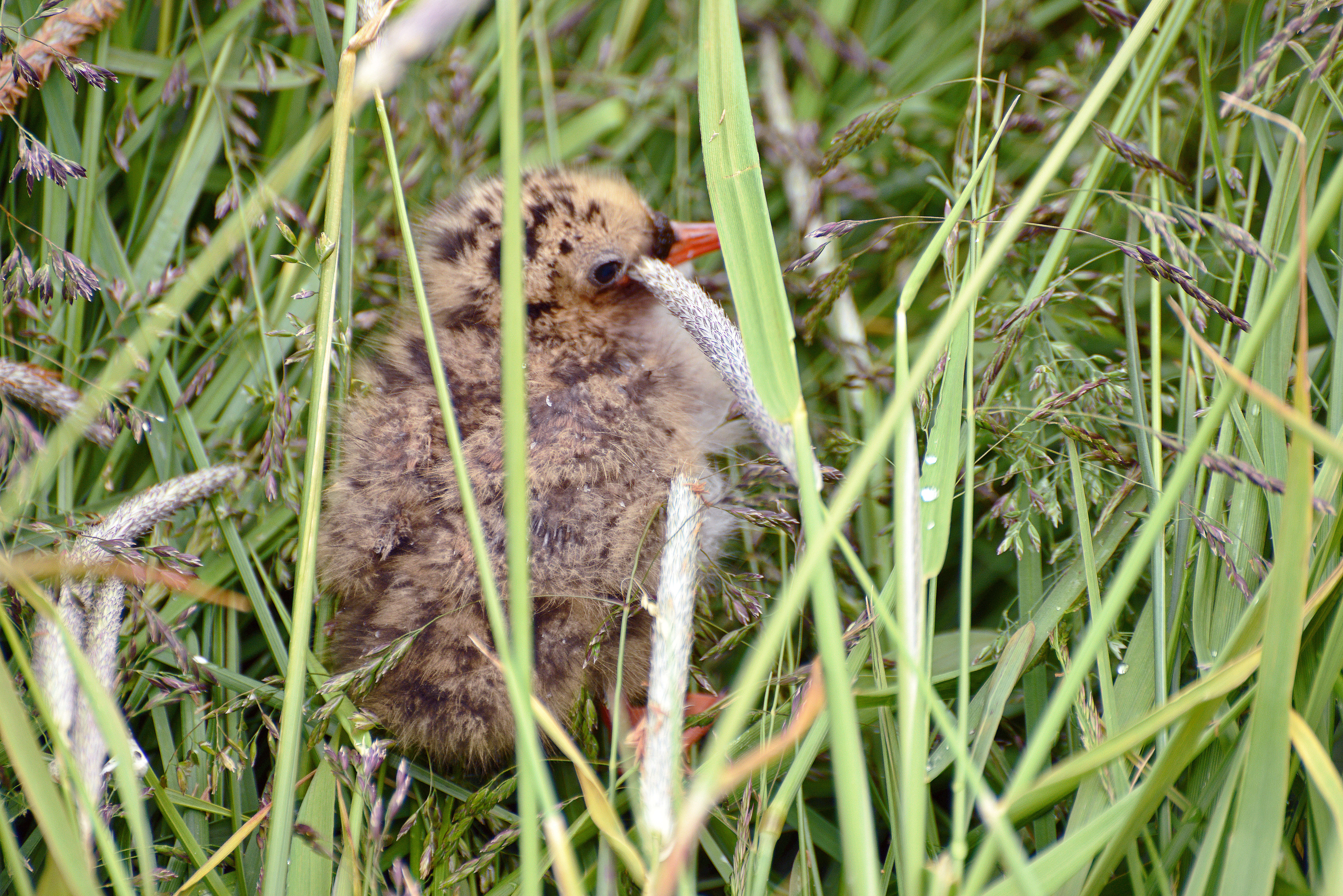 Image of Arctic Tern