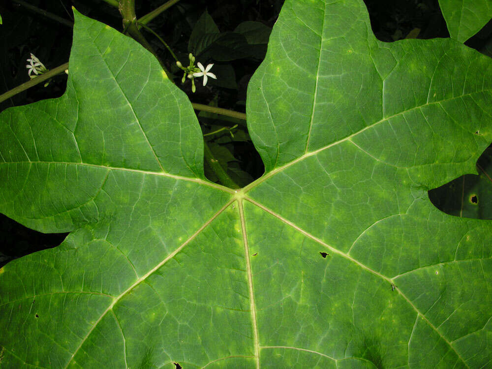 Image of Vasconcellea cauliflora (Jacq.) A. DC.