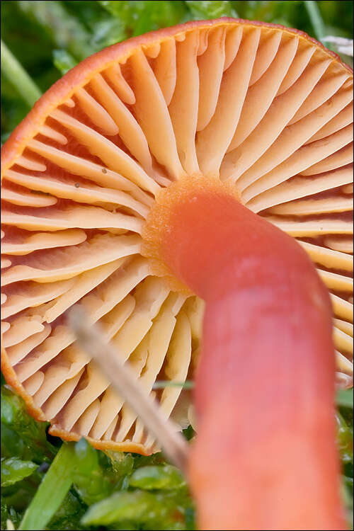 Image de Hygrocybe